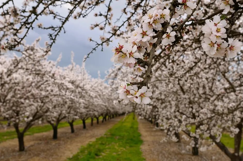 Almond blossoms in an orchard against a stormy sky
