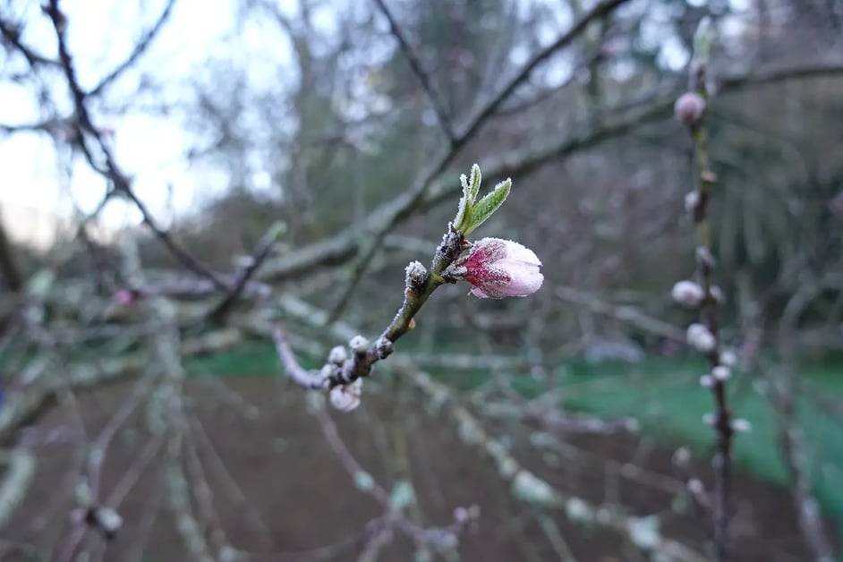 An almond blossom is encased in a layer of frost