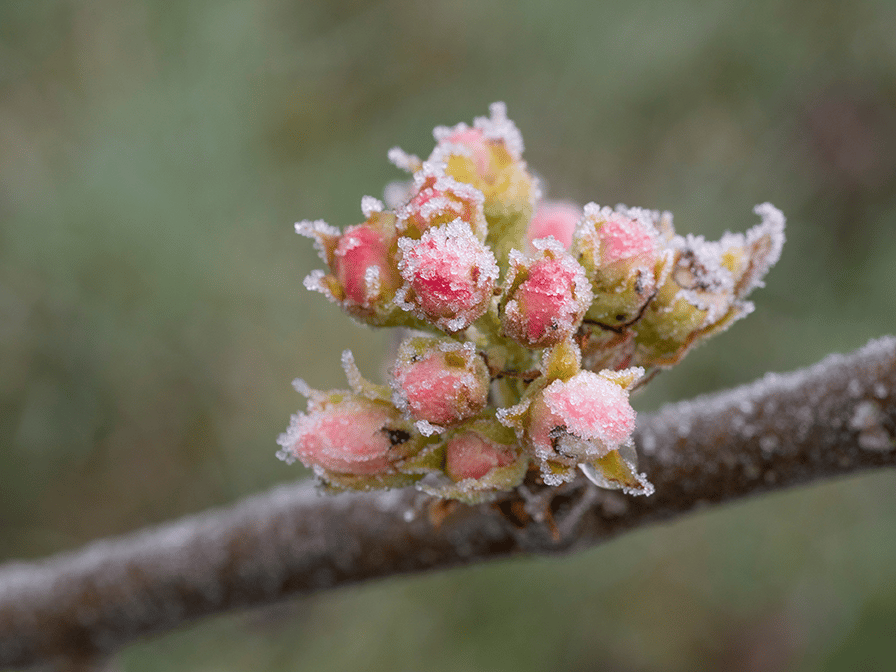 apple-blossom-frost-AS_500778203