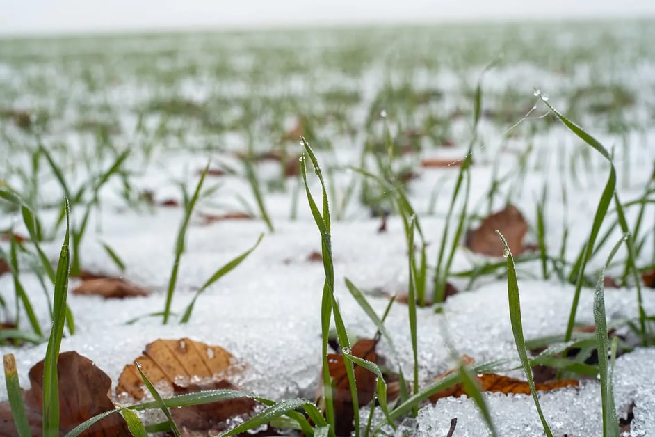 Early crop growth emerges from an icy field
