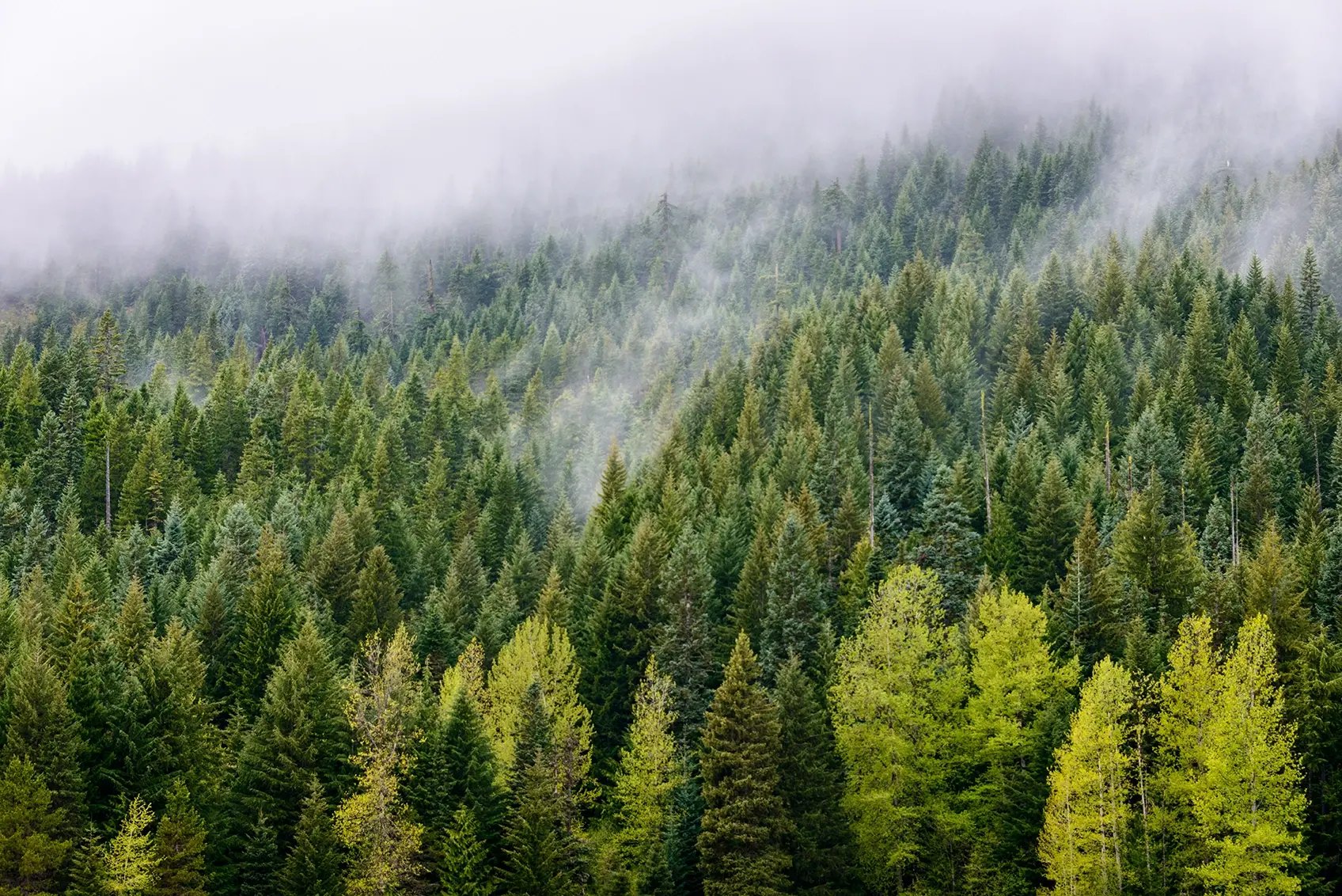foggy forest in the Pacific Northwest