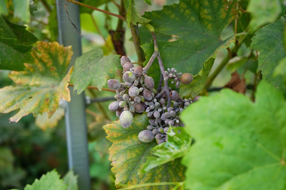 Powdery mildew affecting grapes on the vine.