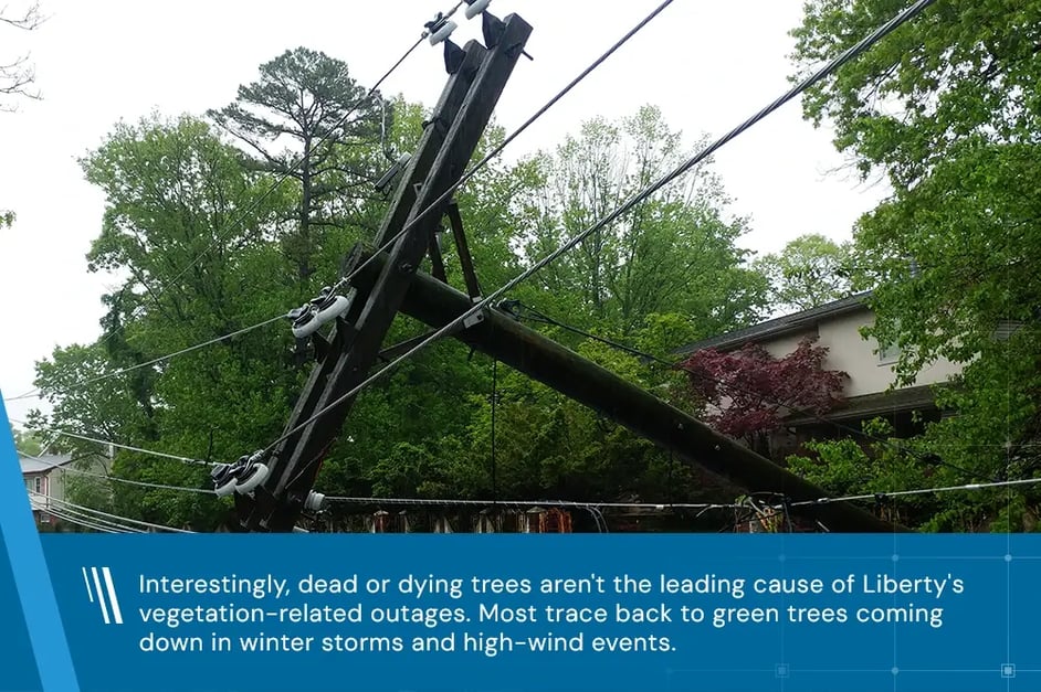 A quote from the blog in front of a downed power line surrounded by green trees: Interestingly, dead or dying trees aren't the leading cause of Liberty's vegetation-related outages. Most trace back to green trees coming down in winter storms and high-wind events.