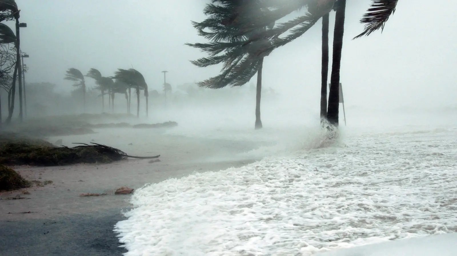 Stormy beach with windy weather kicking up waves and blowing over palm trees.