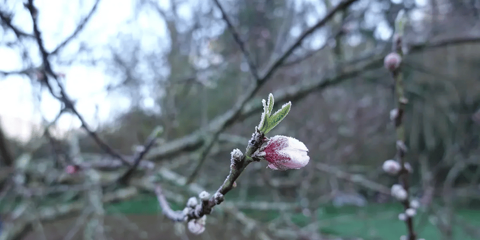 the-new-frost-season-how-climate-is-rewriting-the-rules