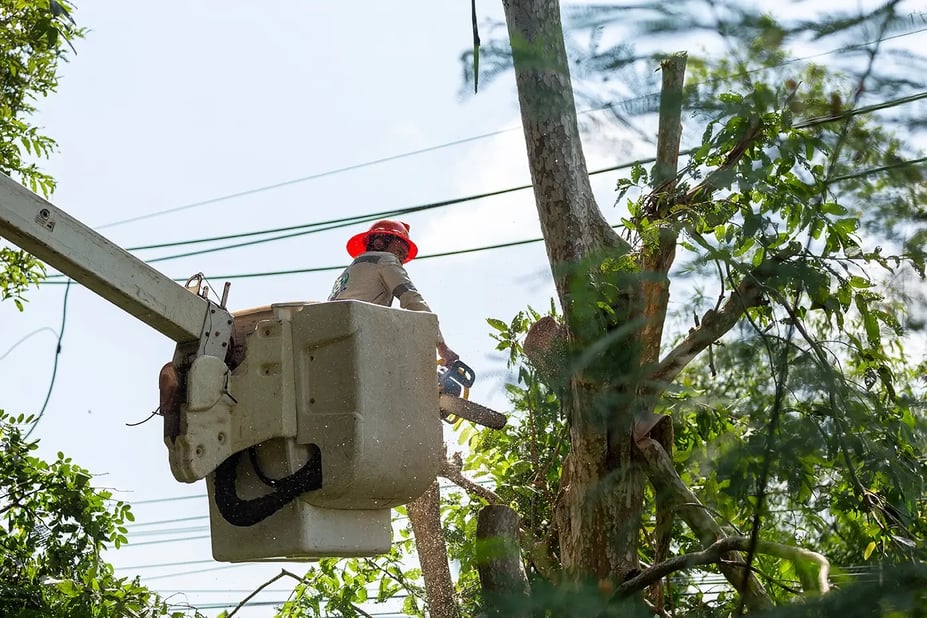 utilities_tree_trimming_AS_341370458