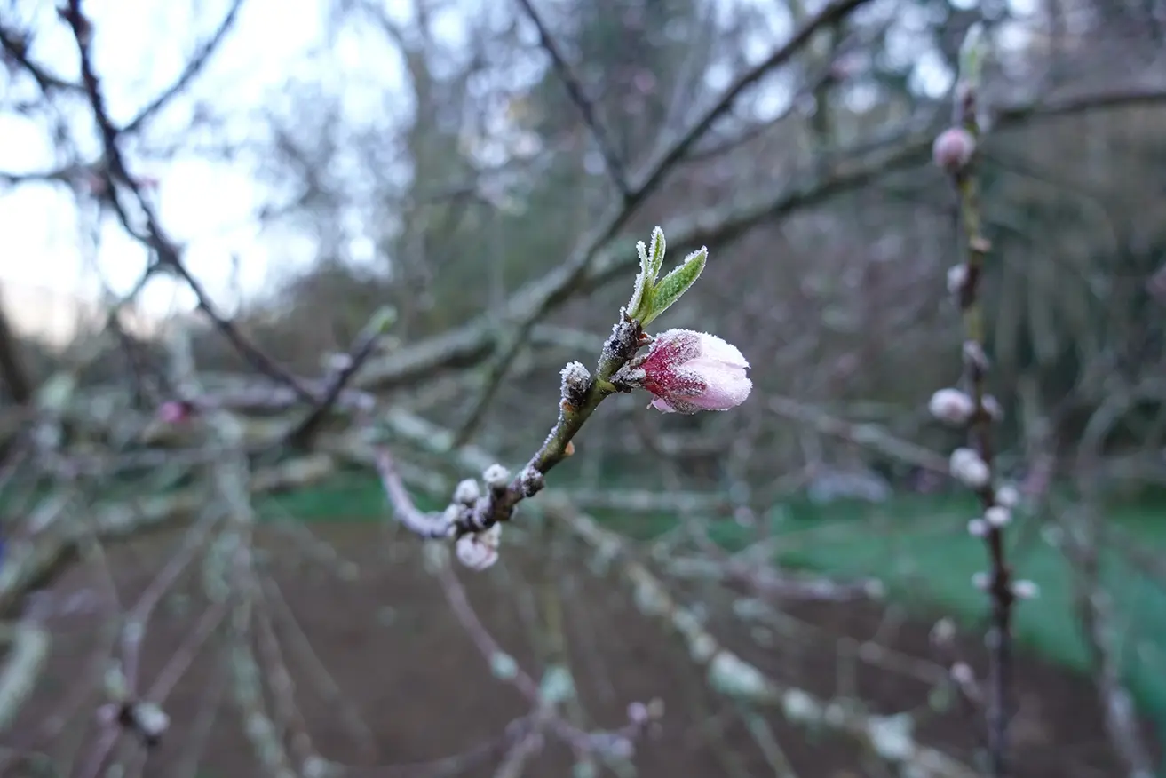 California Almonds and the New Frost Season: How Climate Is Rewriting the Rules