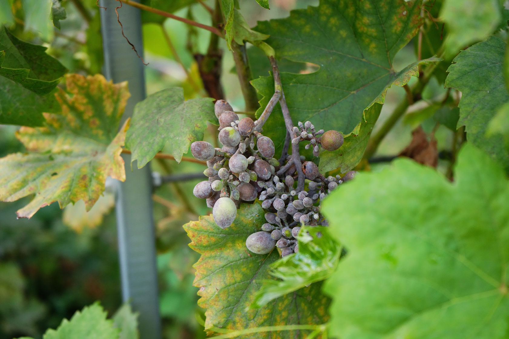 How is Powdery Mildew Affecting Your Crop?
