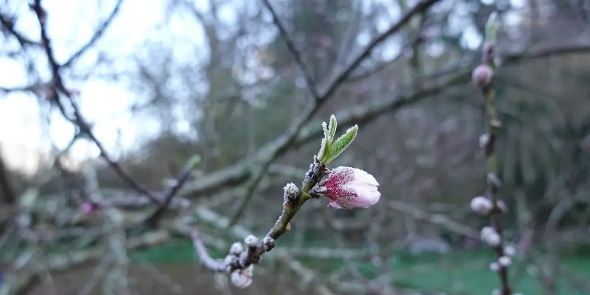 California Almonds and the New Frost Season: How Climate Is Rewriting the Rules