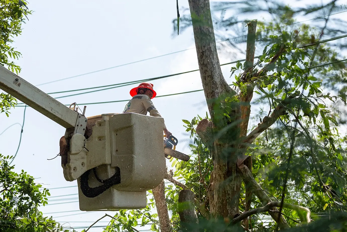 Reading the Wind: How Asset-Level Sensors Are Redefining Vegetation Risk